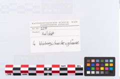 Etikett zu Schneckengehäuse (NHMW-PRAE-002299)